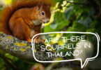 Squirrels in Thailand